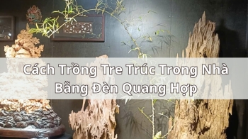 Cách Trồng Tre Trúc Trong Nhà Bằng Đèn Quang Hợp
